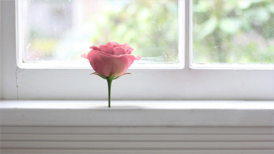 Rose_anim_test